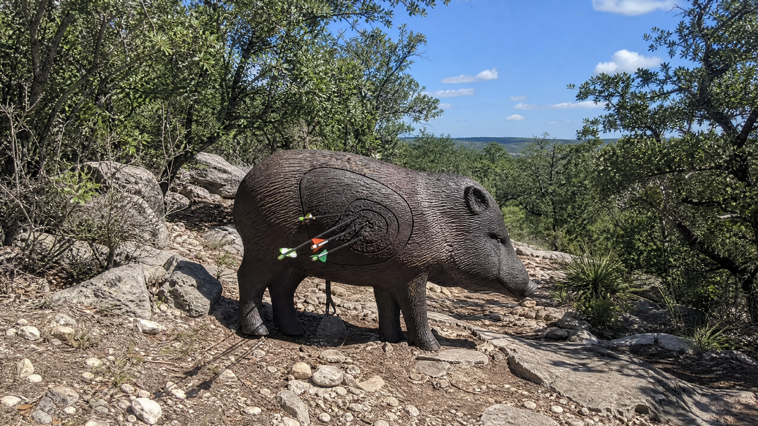 3D foam javelina target on a Texas Hill Country cedar trail